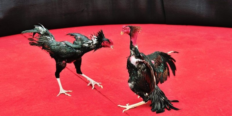 Chọi gà Thomo chuyên nghiệp đầy kịch tính